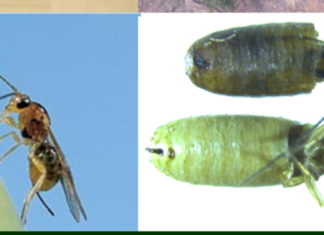 ΙΤΕ: Βιολογικές και βιοτεχνολογικές μέθοδοι καταπολέμησης του δάκου της ελιάς, για την προστασία της ελαιοπαραγωγής