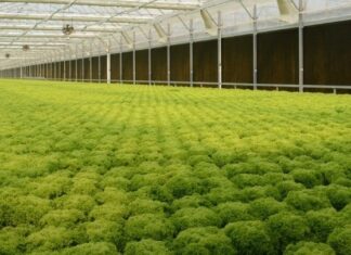 Θερμοκήπια Θράκης: Επενδύσεις 14,5 εκατ. ευρώ για τη διετία 2024-2026