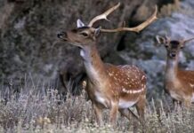 Πάρκα για την προστασία των χιλιάδων ελαφιών της Ρόδου