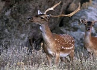 Πάρκα για την προστασία των χιλιάδων ελαφιών της Ρόδου