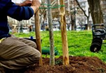 Θεσσαλονίκη: Το πρώτο βρώσιμο δάσος «γεννιέται» στη Νεάπολη με 750 δέντρα