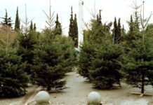 Θεσσαλονίκη: Ξεκινάει από 8 Ιανουαρίου η ανακύκλωση των χριστουγεννιάτικων δέντρων – Στόχος να ανακυκλωθούν πάνω από 5.000 έλατα