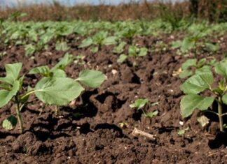 Συμμαχία οργανισμών από μεσογειακές χώρες για την ανθεκτικότητα της γεωργίας και της δασοπονίας απέναντι στην κλιματική κρίση
