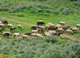 Λ. Αυγενάκης: «Θα είμαστε αμείλικτοι, η τιμή του γάλακτος πρέπει να προστατευθεί»