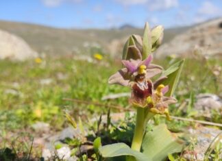 ΑΦΙΕΡΩΜΑ: Οι ανθισμένες άγριες ορχιδέες στο Πάρκο του Απολιθωμένου Δάσους της Μυτιλήνης