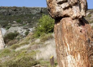 ΑΦΙΕΡΩΜΑ: Ξενάγηση στο ανοιξιάτικο πάρκο του απολιθωμένου δάσους της Λέσβου