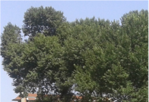 Θεσσαλονίκη: Ελάχιστα έμειναν πλέον τα καραγάτσια στην πόλη (εικόνες)