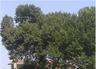 Θεσσαλονίκη: Ελάχιστα έμειναν πλέον τα καραγάτσια στην πόλη (εικόνες)