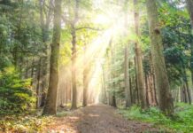 Από τις πυγολαμπίδες μέχρι τον άνθρωπο, η φωτορύπανση βλάπτει σοβαρά την υγεία και το περιβάλλον – Τι μπορούμε να κάνουμε