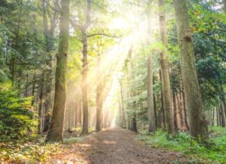 Από τις πυγολαμπίδες μέχρι τον άνθρωπο, η φωτορύπανση βλάπτει σοβαρά την υγεία και το περιβάλλον – Τι μπορούμε να κάνουμε