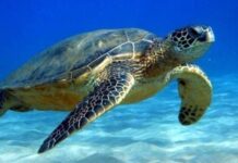 Προστασία της θαλάσσιας χελώνας – Η εκδήλωση στο Ρέθυμνο