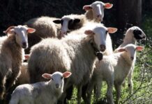 Ενισχύονται οι έλεγχοι και τα μέτρα για την ευλογιά των αιγοπροβάτων