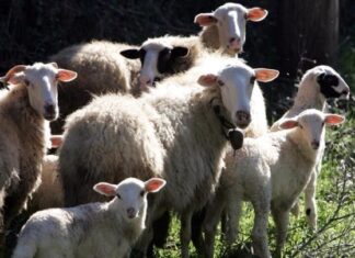 Χαλκιδική: Άρση των μέτρων που είχαν ληφθεί λόγω υπόνοιας παρουσίας πανώλης μικρών μηρυκαστικών