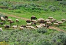 Σχέδιο 10 ημερών για την αντιμετώπιση της ευλογιάς των αιγοπροβάτων, συμφώνησαν ΥΠΑΑΤ-περιφερειάρχες