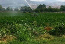 Επιστήμη- Περιβάλλον: Οι καλλιέργειες τροφίμων σε κίνδυνο από την αύξηση της θερμοκρασίας