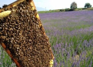 Κερδίζει έδαφος η Βιολογική Μελισσοκομία – Τα μέτρα στήριξης από το ΥΠΑΑΤ