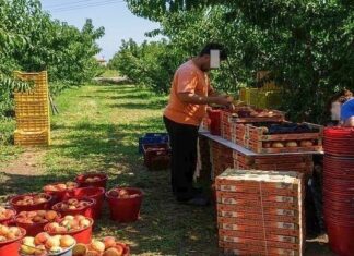 Incofruit-Hellas: Αυξημένες 43,25% οι εισαγωγές φρούτων και λαχανικών τον Ιούνιο