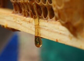 ΑΦΙΕΡΩΜΑ: Μέλι από τα αγριολούλουδα του Γράμμου με δύο χρυσές ευρωπαϊκές διακρίσεις – Τι αναφέρει ο μελισσοκόμος Δ. Σιγγάρης (βίντεο)