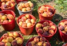 Εντός Φεβρουαρίου αναμένεται η αποζημίωση ύψους 200 ευρώ/στρέμμα στους 1.778 παραγωγούς που είδαν παραμορφωμένα ροδάκινα και νεκταρίνια