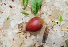 ΕΛΓΑ: Καταγραφές ζημιών στις περιοχές που επλήγησαν από χαλάζι