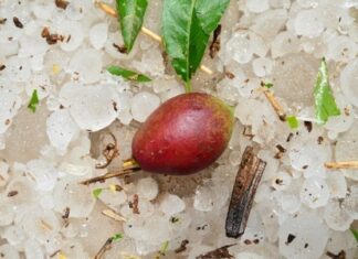 ΕΛΓΑ: Καταγραφές ζημιών στις περιοχές που επλήγησαν από χαλάζι