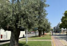 Ο δήμος Θεσσαλονίκης μαζεύει ελιές και είναι έτοιμος να βγάλει βιολογικό λάδι