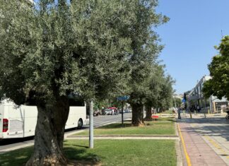 Μαζεύει τις ελιές από τα ελαιόδεντρα της πόλης ο δήμος Θεσσαλονίκης για την παραγωγή δημοτικού ελαιόλαδου