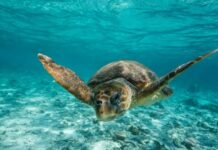 Η Grecotel ενεργός υποστηρικτής δράσεων για την αντιμετώπιση της κλιματικής αλλαγής