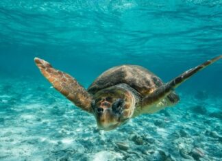 Η Grecotel ενεργός υποστηρικτής δράσεων για την αντιμετώπιση της κλιματικής αλλαγής