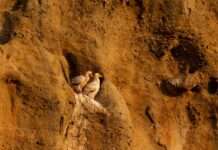 Νέα επιστημονική έρευνα: Ποσοστό 92% των εξαφανίσεων πτηνών παγκοσμίως οφείλεται στον άνθρωπο