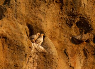 Απειλούμενα είδη: η κατάσταση επιδεινώνεται για τις φώκιες και τα πουλιά