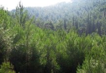 Greenpeace: Η προστασία του κλίματος και των δασών εκτός του επίσημου αποτελέσματος της COP30 και φέτος