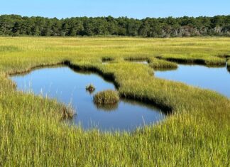 Ένας αναπάντεχος σύμμαχος στην προστασία των ακτών από τη διάβρωση