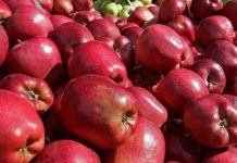Στην πρώτη θέση παγκοσμίως, μεταξύ δέκα ποικιλιών μήλων τα «Ζagorin» Πηλίου