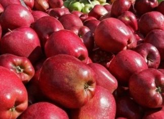 Στην πρώτη θέση παγκοσμίως, μεταξύ δέκα ποικιλιών μήλων τα «Ζagorin» Πηλίου