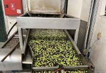 Βγήκε το πρώτο λάδι του δήμου Θεσσαλονίκης – Αναζητούνται «νονοί» για το όνομα και την ετικέτα