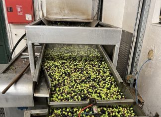 Βγήκε το πρώτο λάδι του δήμου Θεσσαλονίκης – Αναζητούνται «νονοί» για το όνομα και την ετικέτα