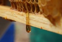 Όταν το μέλι γίνεται εκτός από τροφή και εργαλείο παρακολούθησης της περιβαλλοντικής ρύπανσης