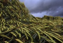 Νέα πρωτοποριακή τεχνική αγροτικής καλλιέργειας σε συνθήκες σκότους, με τη μέθοδο Electro-Agriculture