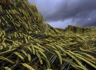 Νέα πρωτοποριακή τεχνική αγροτικής καλλιέργειας σε συνθήκες σκότους, με τη μέθοδο Electro-Agriculture