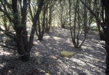 Είδη δένδρων που αναπτύσσονται αργά και έχουν λίγες “απαιτήσεις”, αποθηκεύουν περισσότερο άνθρακα