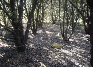 Είδη δένδρων που αναπτύσσονται αργά και έχουν λίγες “απαιτήσεις”, αποθηκεύουν περισσότερο άνθρακα