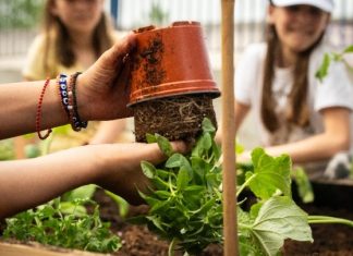 ΜΠΑΡΜΠΑ ΣΤΑΘΗΣ: Νέο εκπαιδευτικό πρόγραμμα για τη δημιουργία σχολικών λαχανόκηπων
