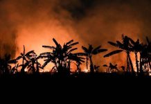 Μειώθηκε κατά 65% η επιφάνεια που κάηκε στο τροπικό δάσος του Αμαζονίου τον Ιούλιο