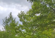 Κιλκίς: Τα «Χίλια Δέντρα» στις Μουριές έτοιμα να δώσουν … χιλιάδες ανάσες ζωής σε επισκέπτες, φυσιολάτρες, μαθητές και οικογένειες