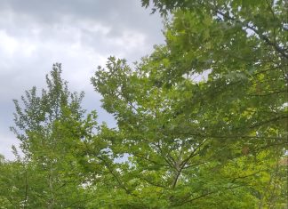 Κιλκίς: Τα «Χίλια Δέντρα» στις Μουριές έτοιμα να δώσουν … χιλιάδες ανάσες ζωής σε επισκέπτες, φυσιολάτρες, μαθητές και οικογένειες