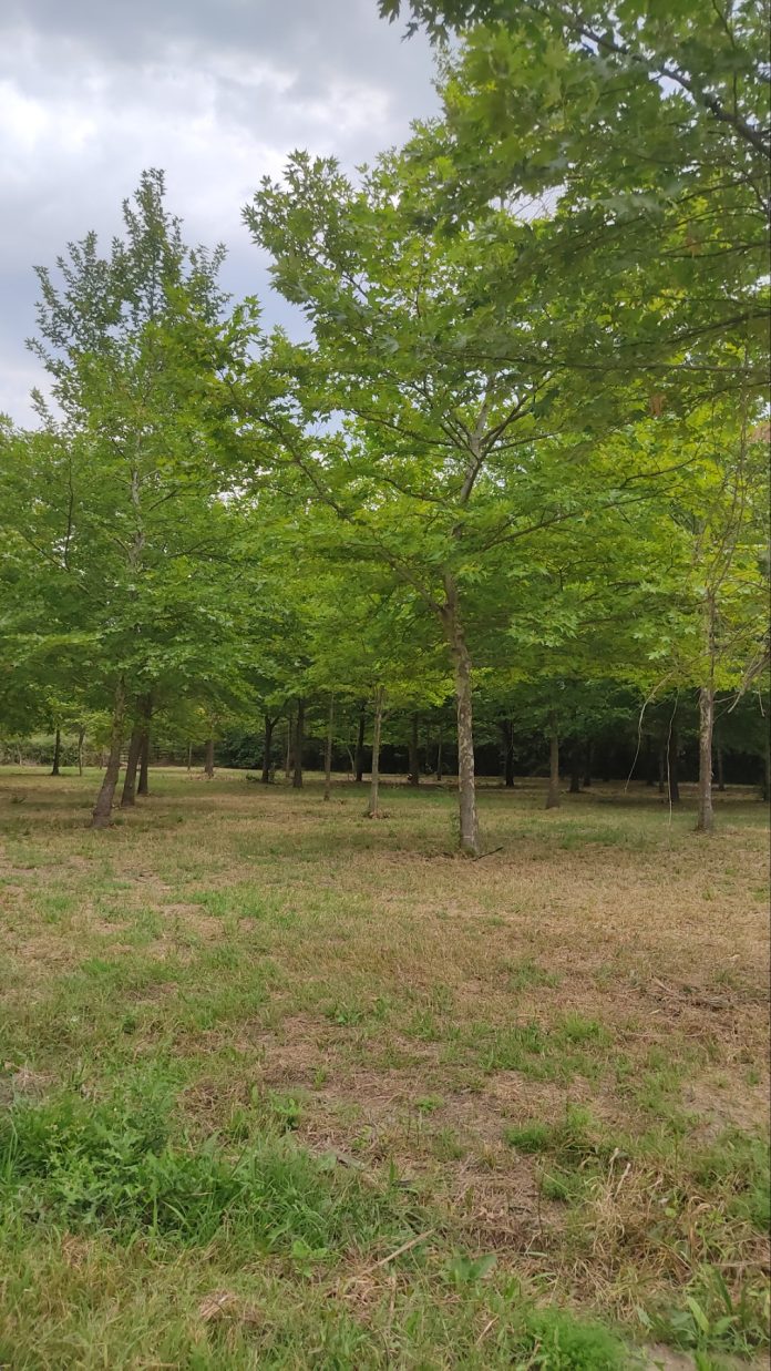 Χίλια Δέντρα στις Μουριές