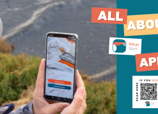 Θεσσαλονίκη: «Pelican Watch», μια εφαρμογή της επιστήμης των πολιτών για τους πελεκάνους