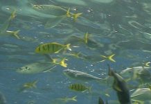 Η ΕΕ επενδύει 116 εκατ. ευρώ σε 13 έργα «για την αποκατάσταση των ωκεανών και των υδάτων»