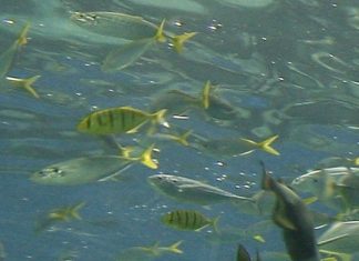 Η ΕΕ επενδύει 116 εκατ. ευρώ σε 13 έργα «για την αποκατάσταση των ωκεανών και των υδάτων»